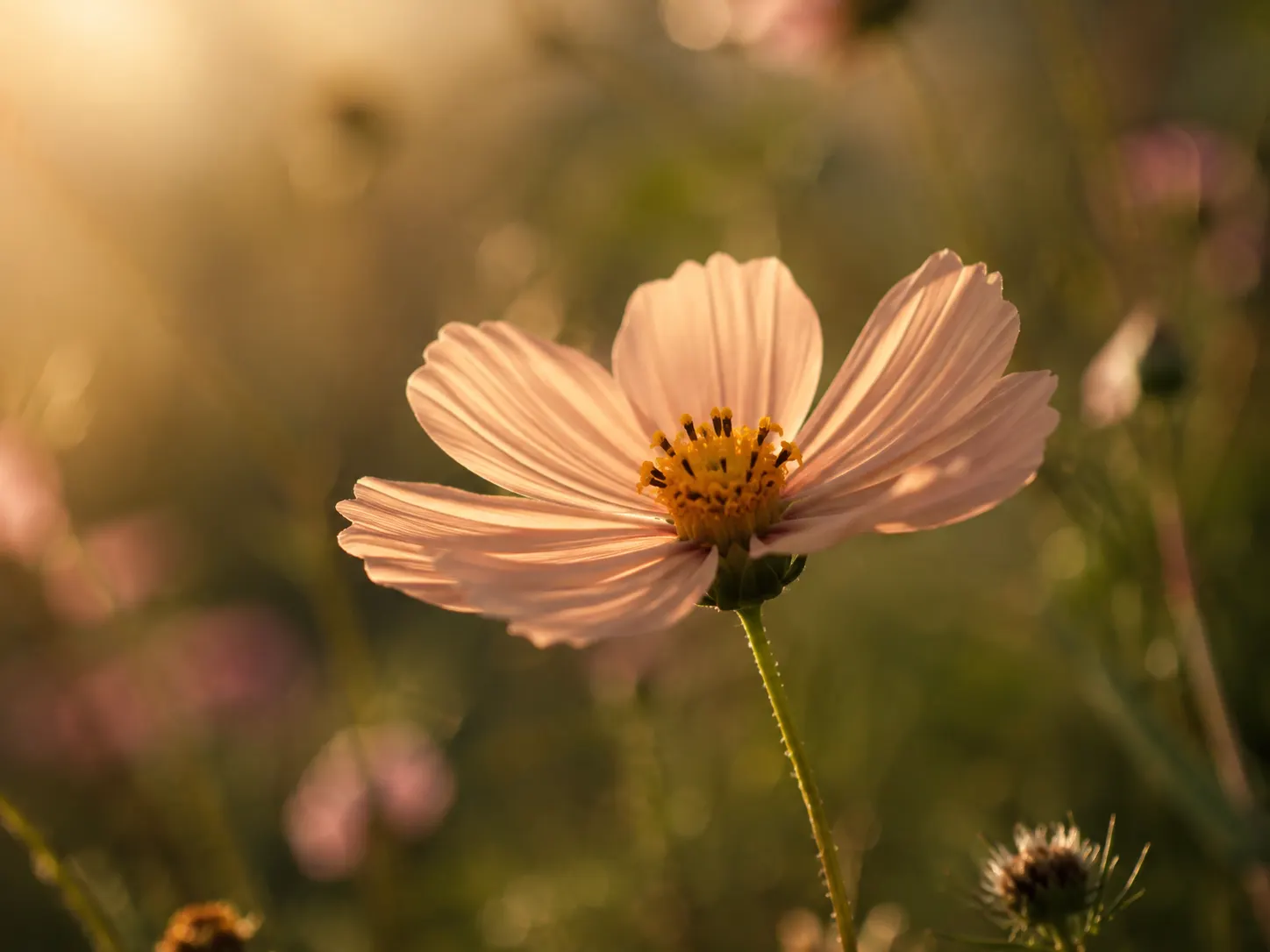 Flor abierta como símbolo de crecimiento y apertura