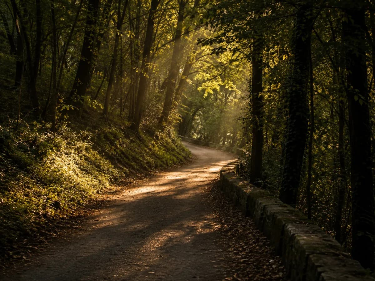 Sendero curvo entre árboles con una zona iluminada al fondo