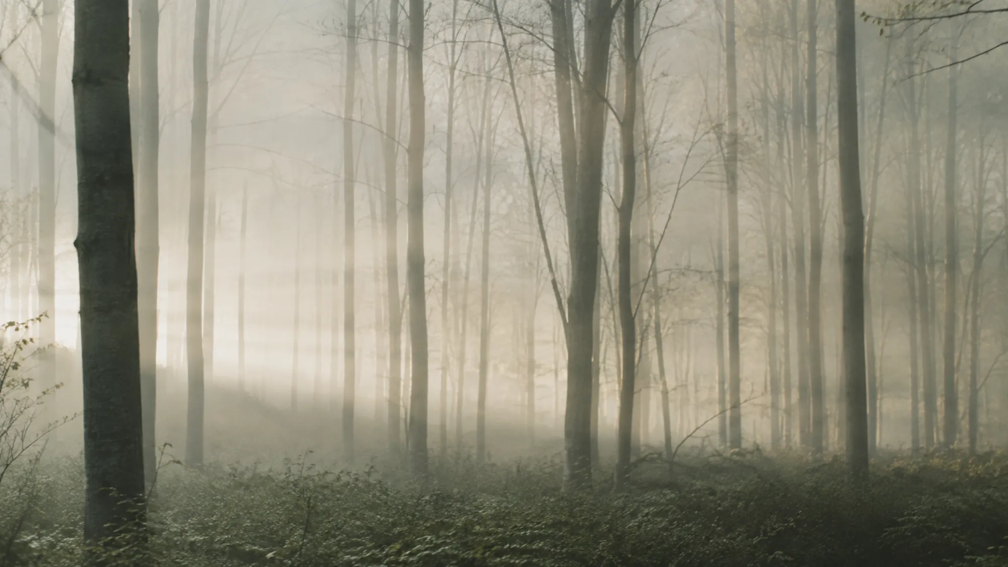 Bosque en niebla al amanecer, con la luz entrando entre los troncos